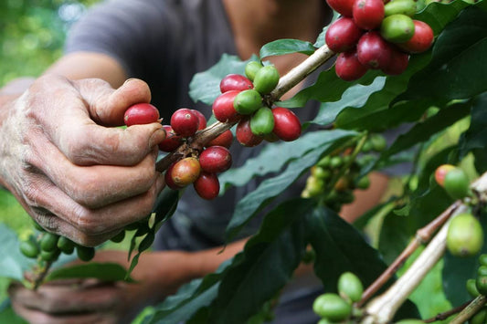 Caffe sostenibile: la nostra linea con cialda compostabile.